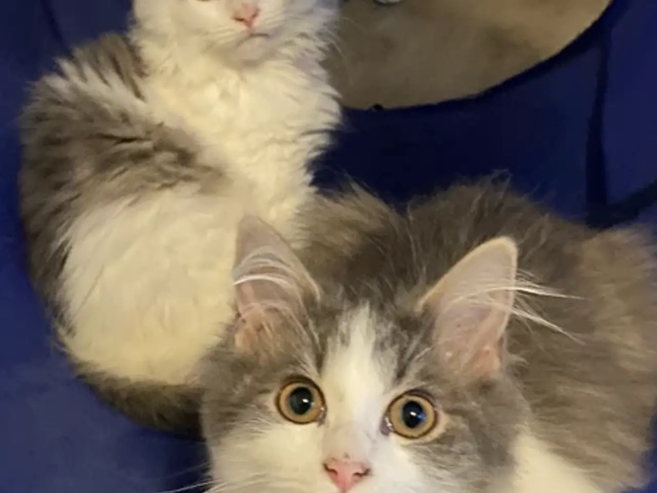 Billede 4 - Sød og kælen Main Coon blanding