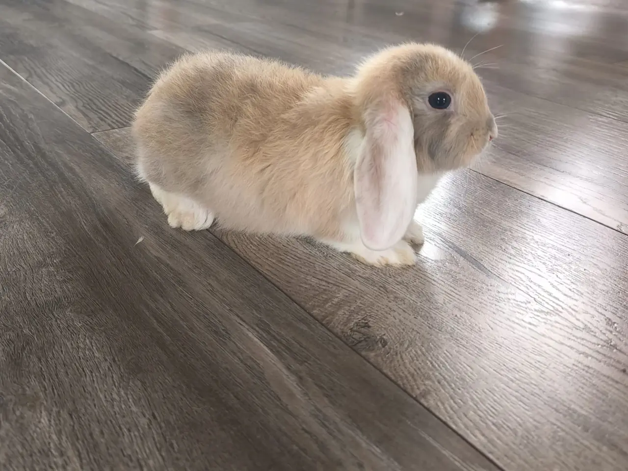 Billede 2 - 2 Sød og kærlig mini lop kaninunge 🐰