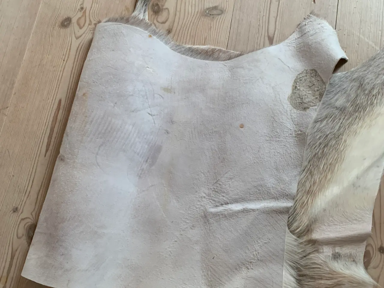 Billede 4 - Hvid Blesbuck bagskind
