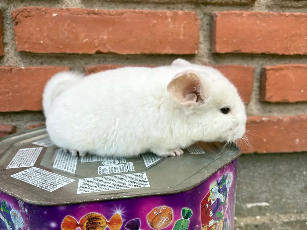 Billede 1 - HAN chinchilla 