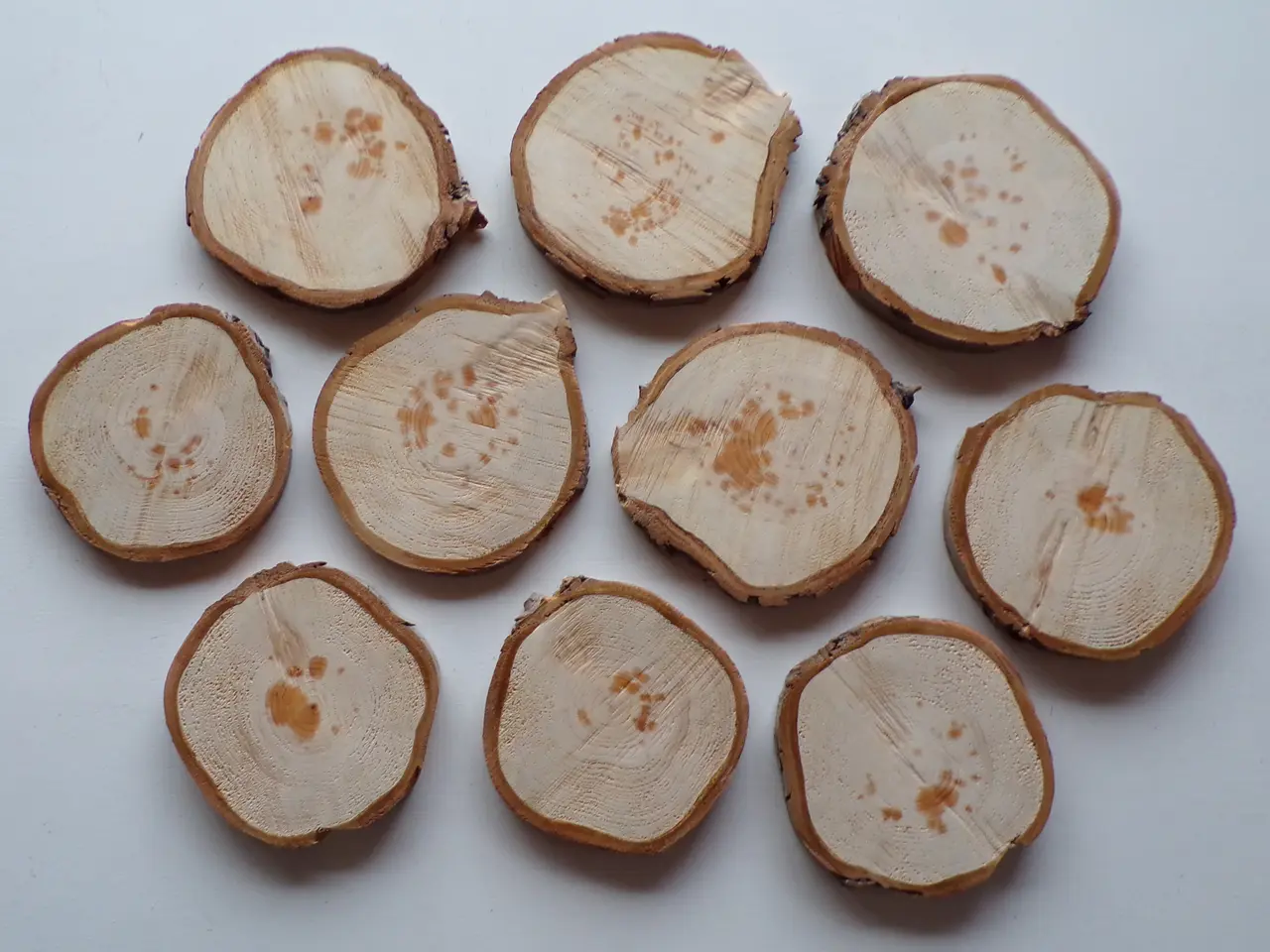Billede 1 - NYE Thuja Træskiver med bark 18-19 cm 