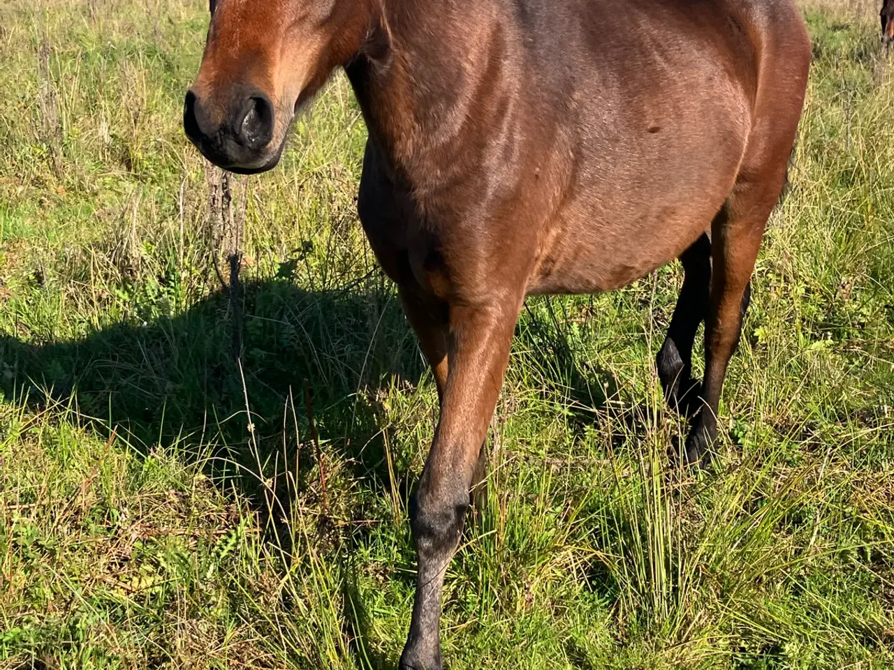 Billede 2 - 1 1/2 års ponyhingst