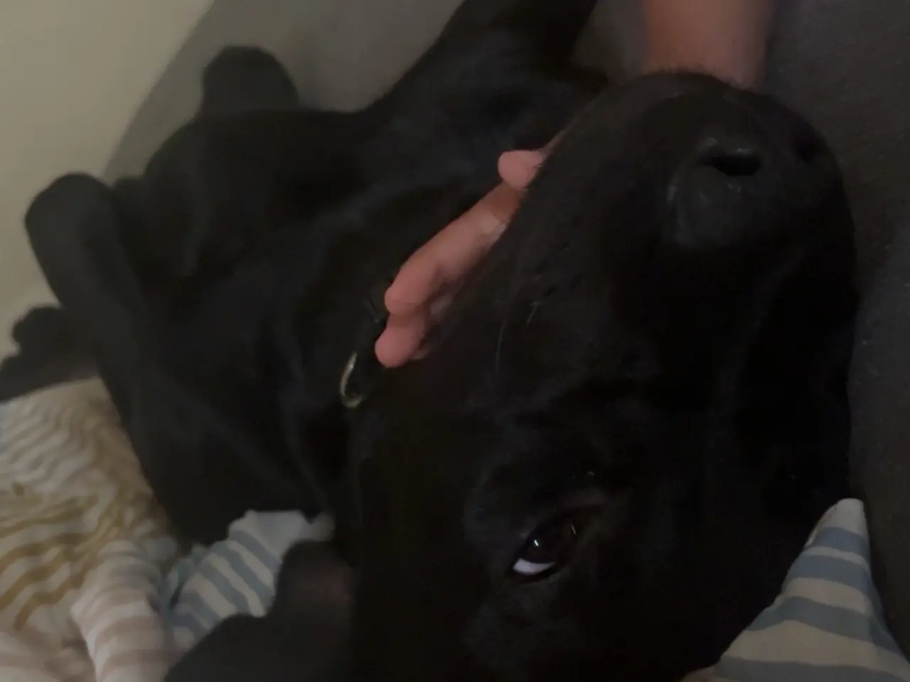 Billede 10 - Hund sælges