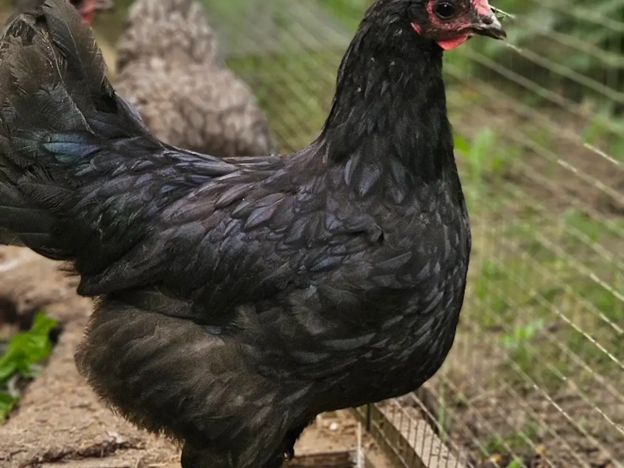Billede 2 - Unge australorps haner