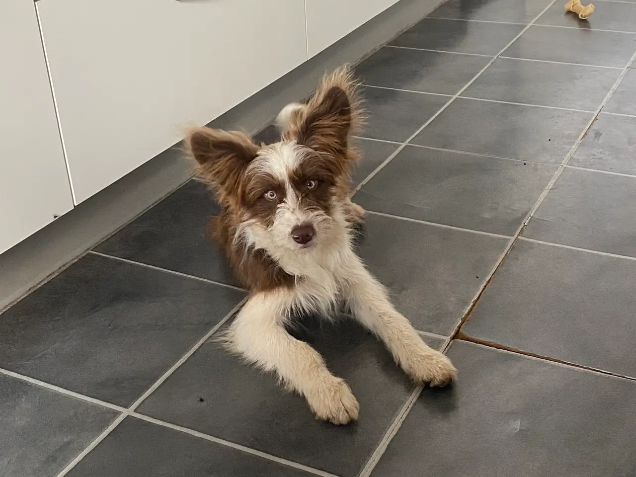 Billede 3 - Border Collie/ Chinese crested Powder puff