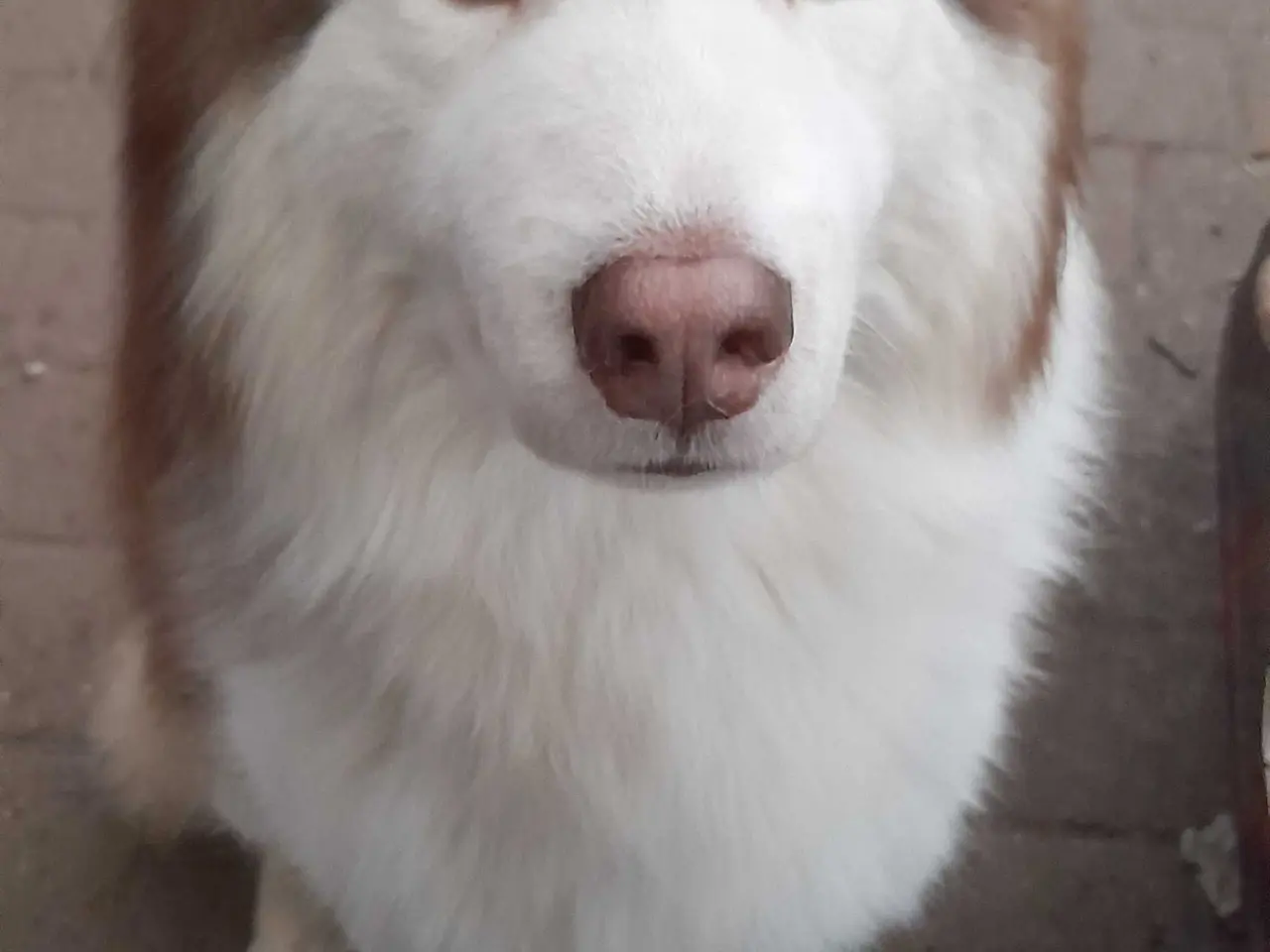 Billede 5 - Siberian husky til parring