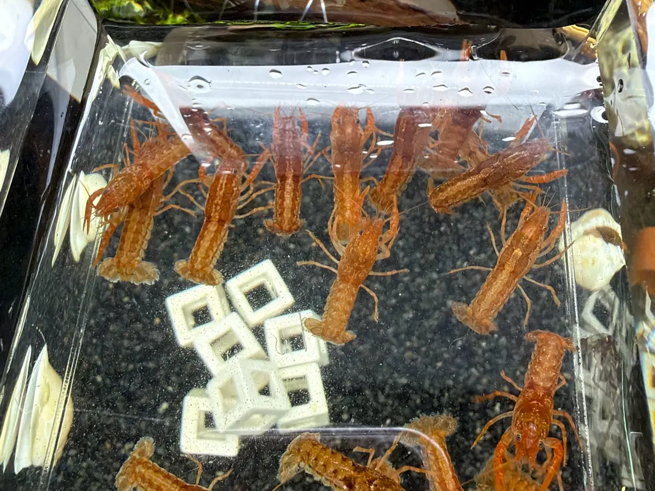 Billede 7 - 🦞 Flotte luksus orange CPO krebs🦞