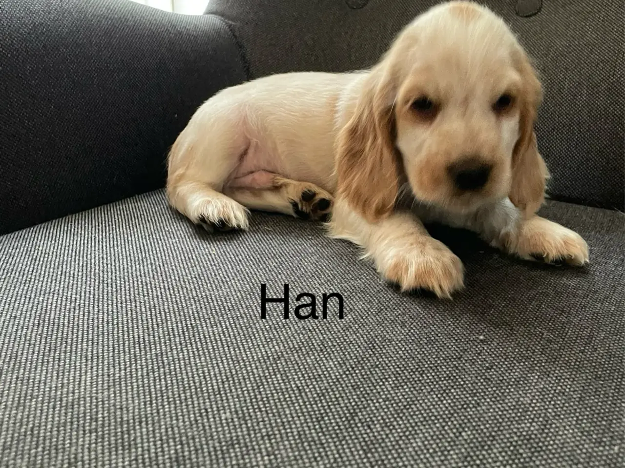 Billede 5 - Cocker spaniel hvalpe