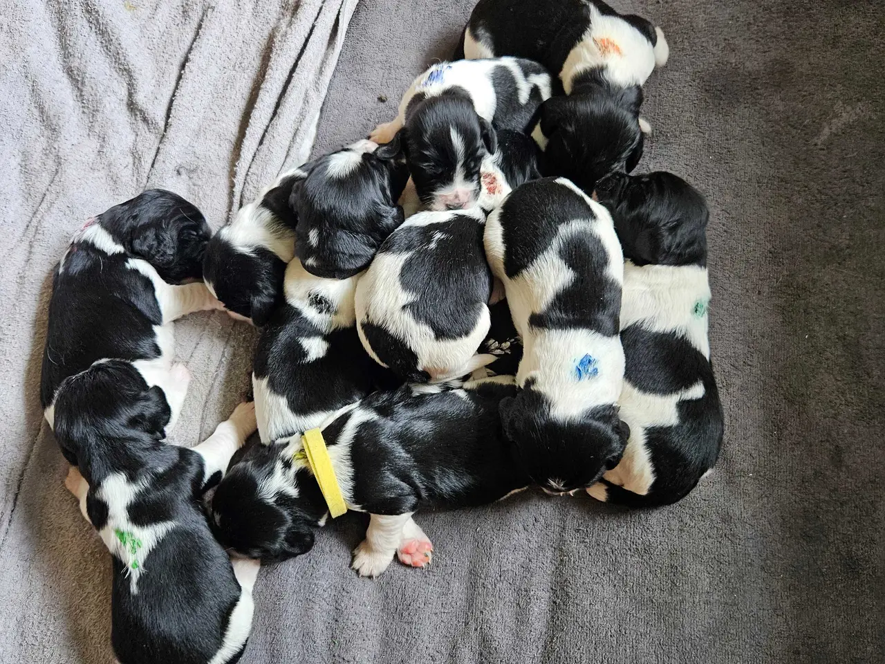 Billede 8 - Engelsk springer spaniel ikke ft