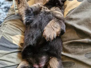 Ægte rottweilerhvalp - 4