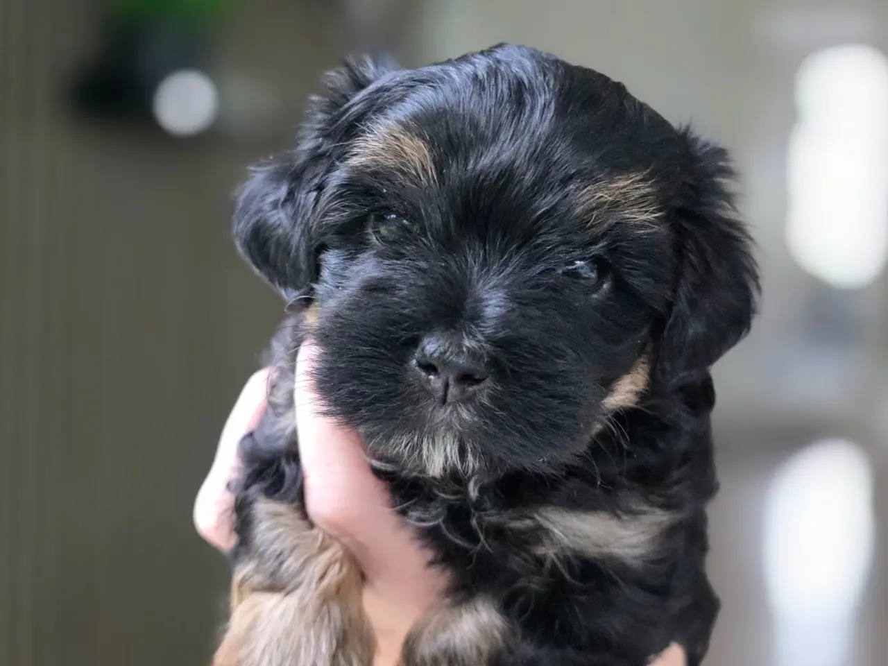 Billede 4 - Bichon Havanais hvalpe