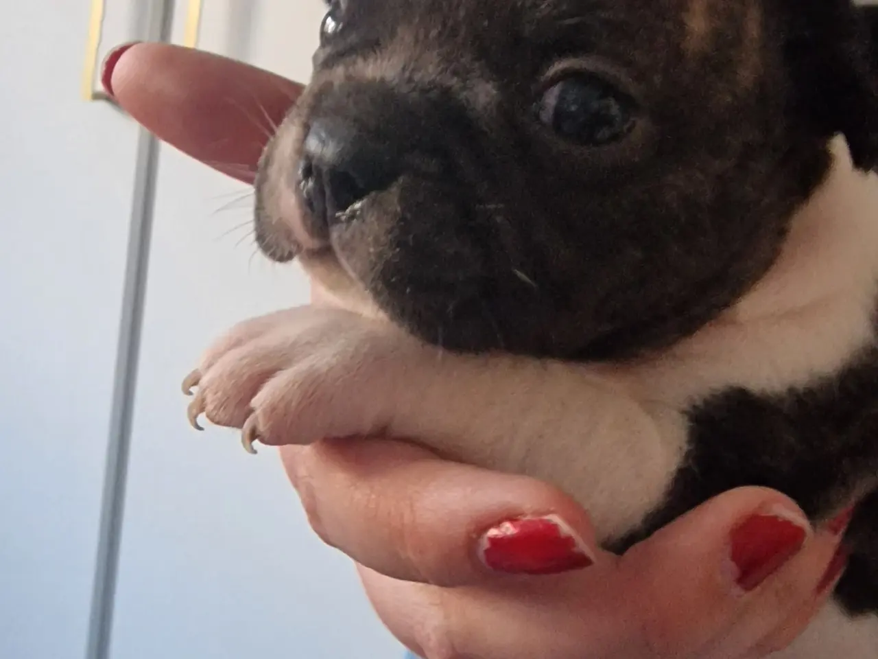 Billede 6 - Fransk bulldog hvalpe
