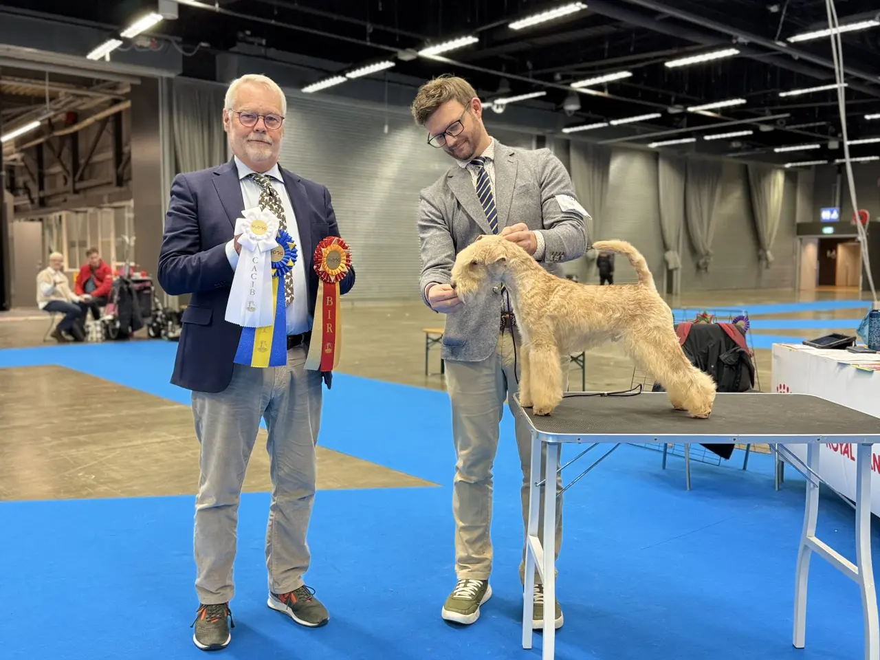 Billede 3 - Lakeland Terrier 