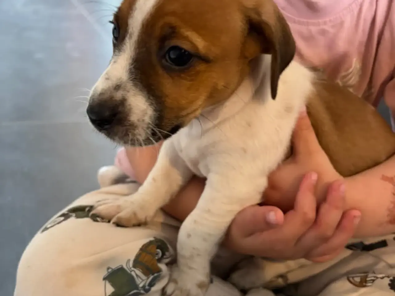 Billede 14 - Jack russel terriere