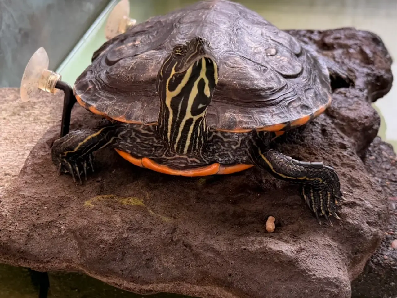 Billede 3 - Sump skildpadde