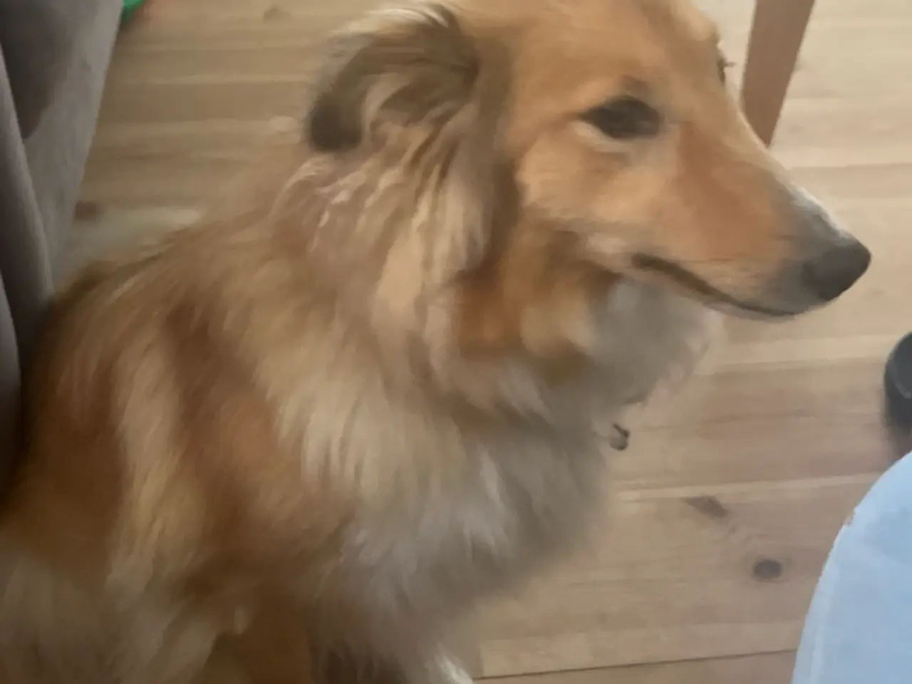 Billede 2 - Han hund søges