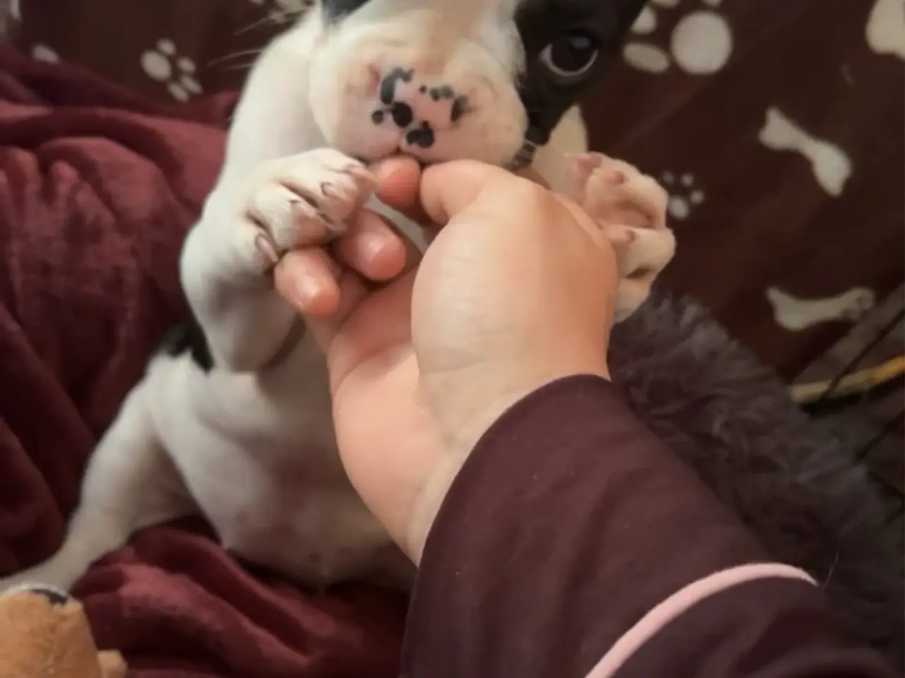 Billede 1 - Fransk bulldog pige hvalp