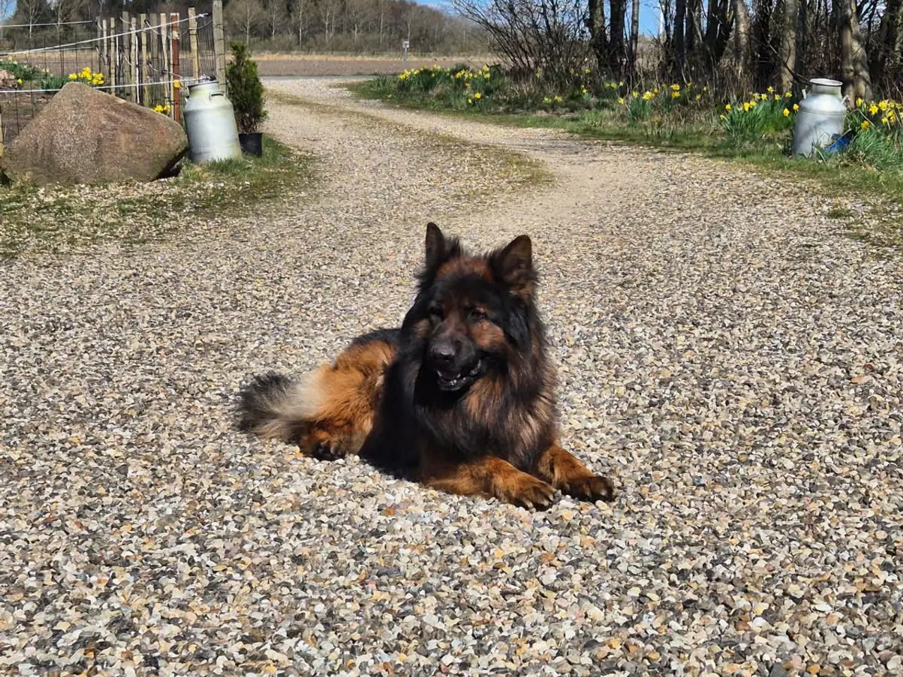 Billede 3 - 🩵🩷 🐶 Smukke Schæfer Blandingshvalpe