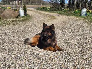 🩵🩷 🐶 Smukke Schæfer Blandingshvalpe - 3