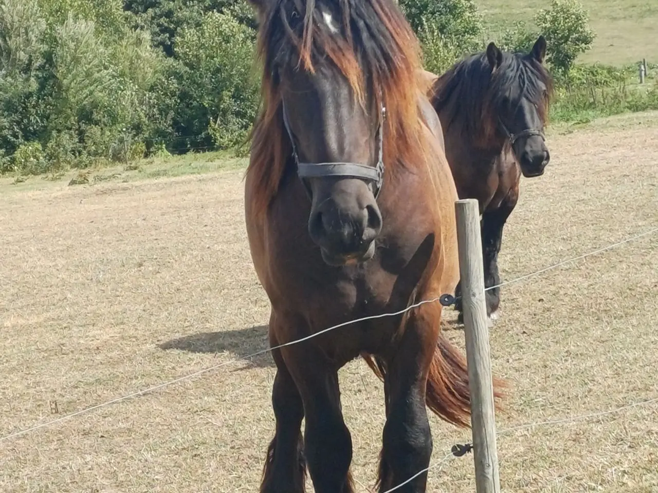 Billede 5 - 2årig Jyskhest hingst sælges