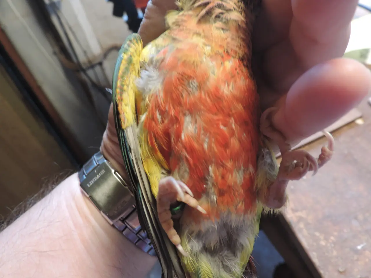 Billede 2 - Conure unge i mutation
