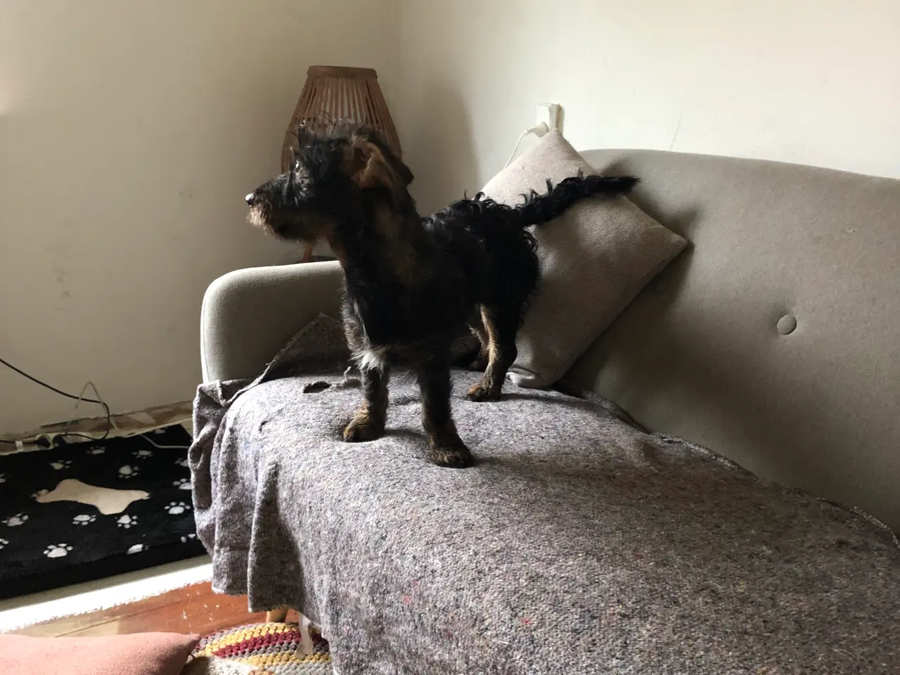 Billede 2 - Rughåret gravhund sælges