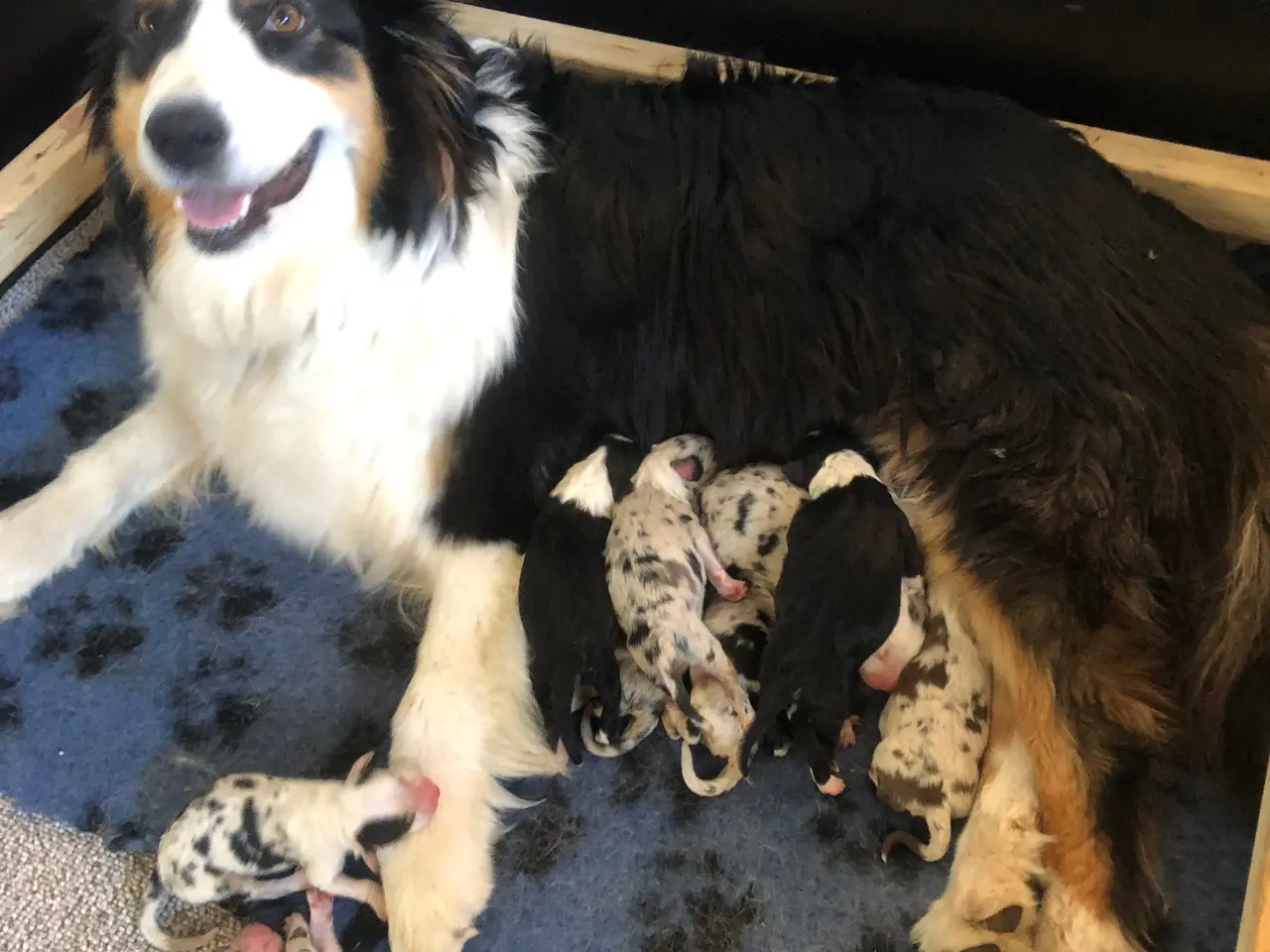 Billede 6 - Australian shepherd hvalpe
