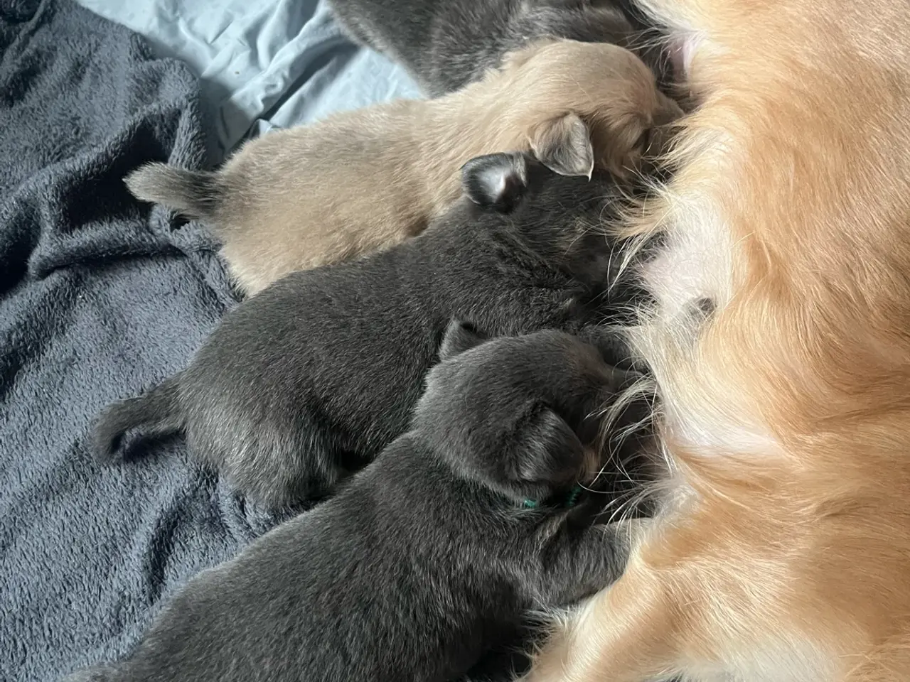 Billede 4 - Lækre pomchi hvalpe