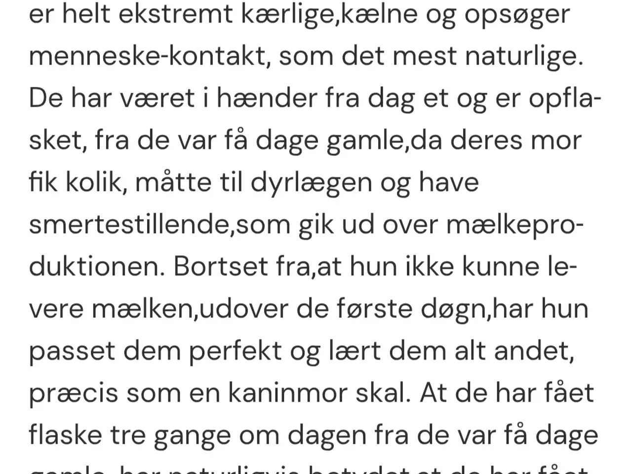 Billede 1 - Meget tamme Belgisk kæmpe unger