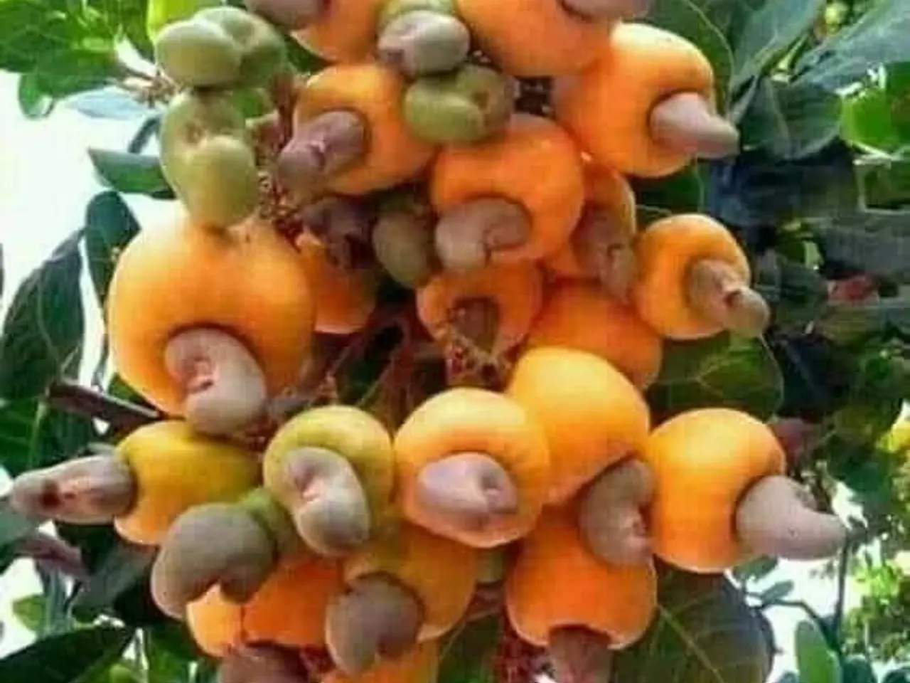 Billede 10 - 10 Cashew Frø inkl. DAO porto.