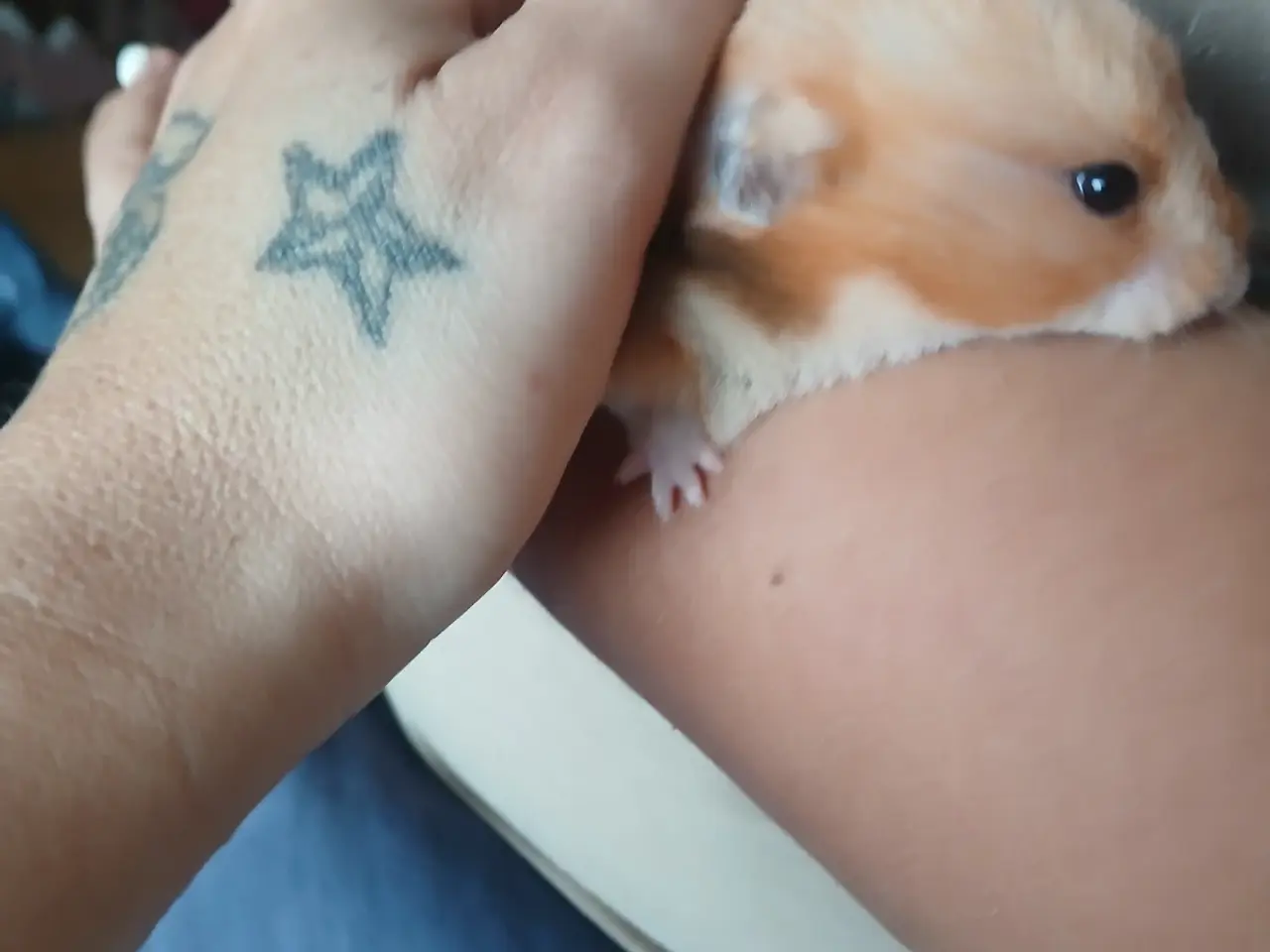 Billede 4 - Hun guldhamster med bur