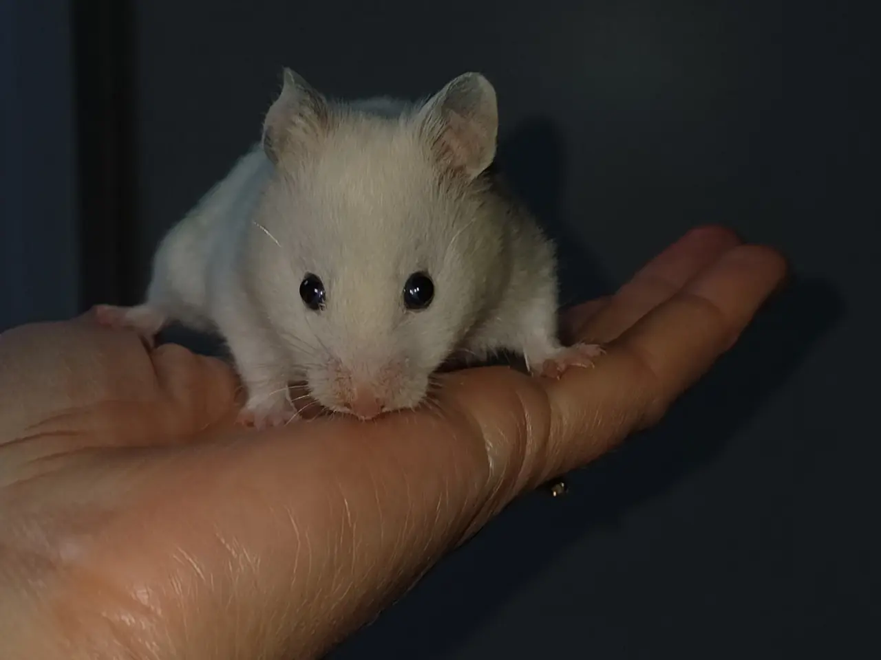 Billede 9 - Guldhamster unger (korthårede)