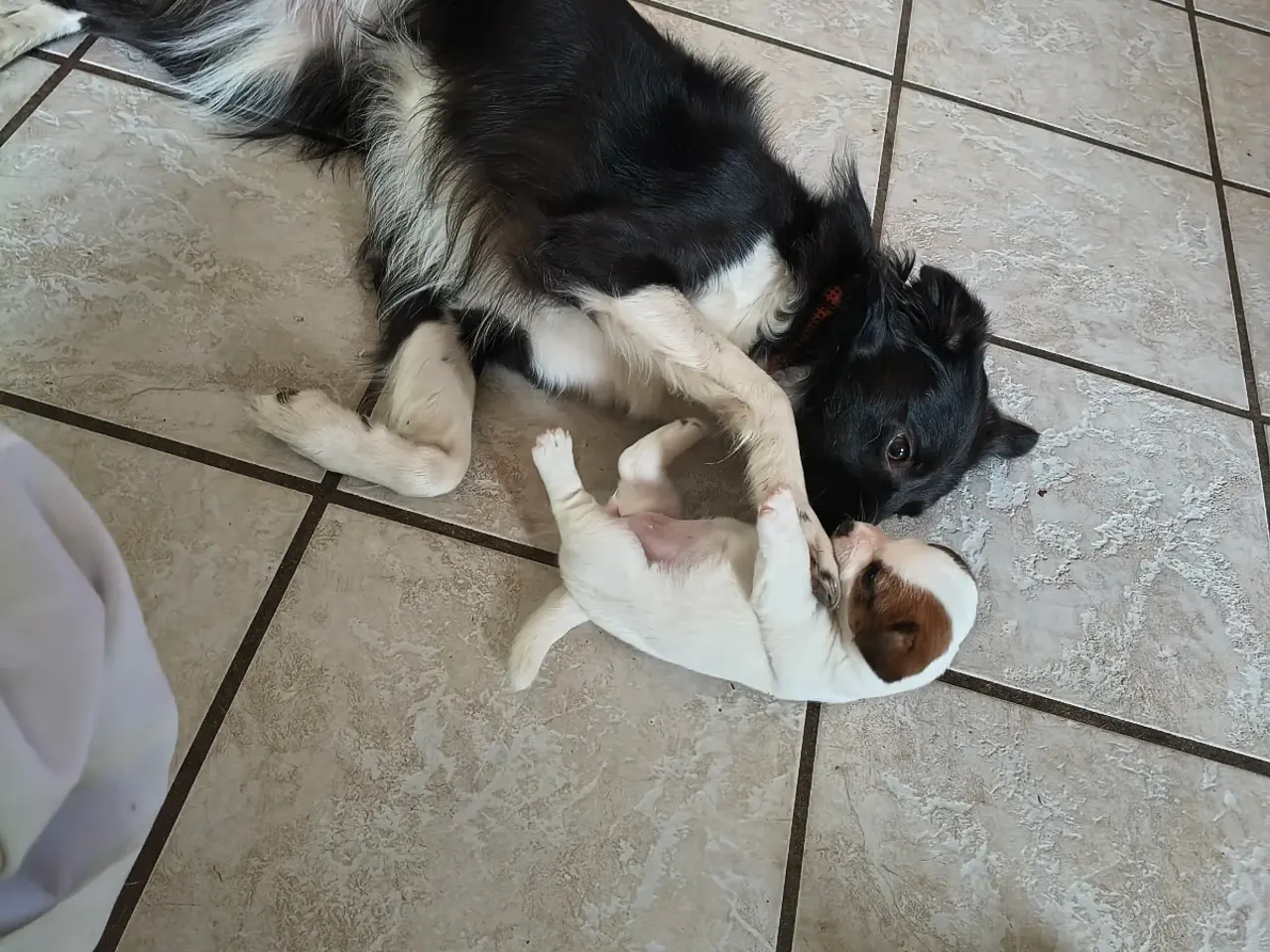 Billede 7 - Jack Russell Terrier hvalpe