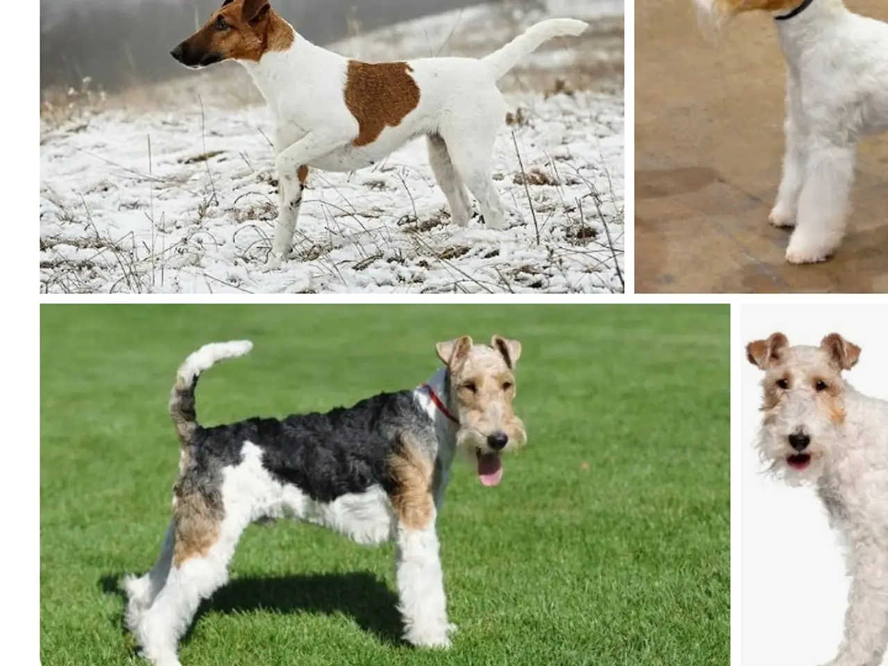 Billede 1 - Søger dansk svensk gårdhund 