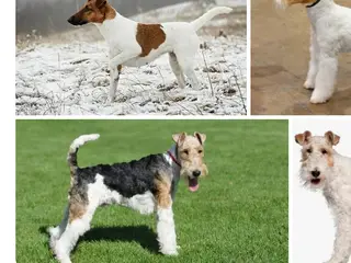 Søger dansk svensk gårdhund