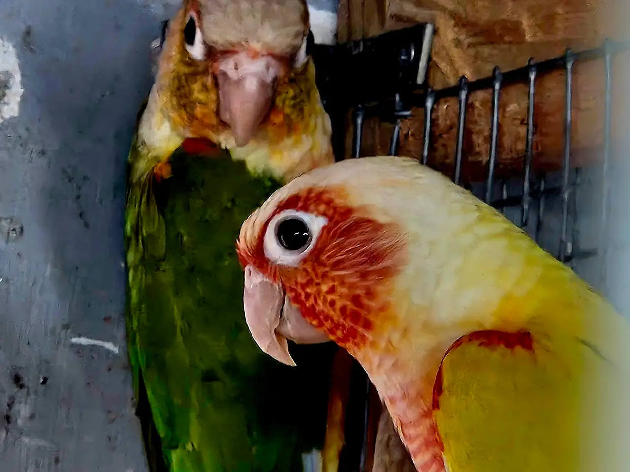 Billede 3 - Mutationer af Molina (grønkindet) conure