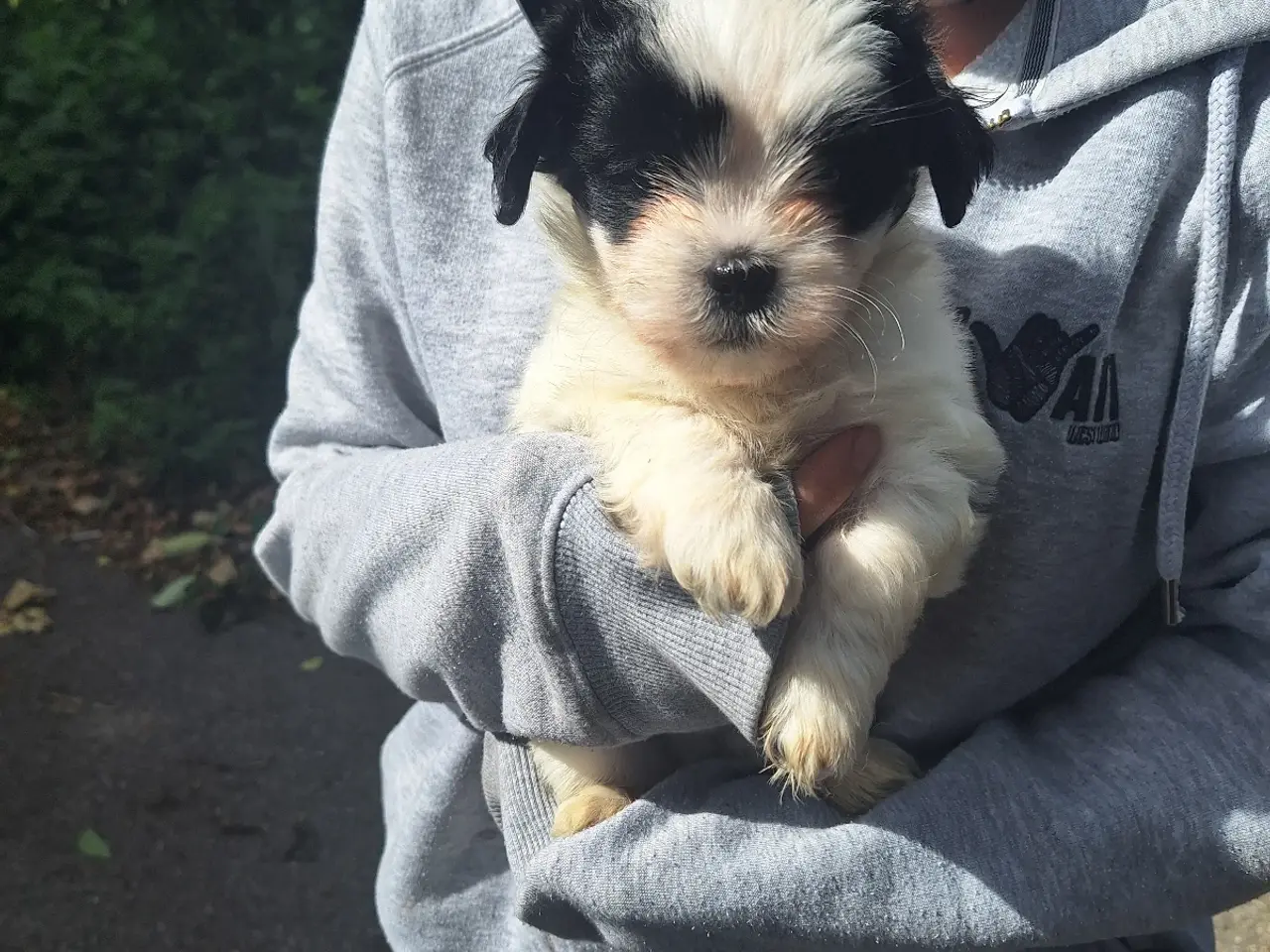 Billede 8 - Lhasa Apso malteser hvalpe