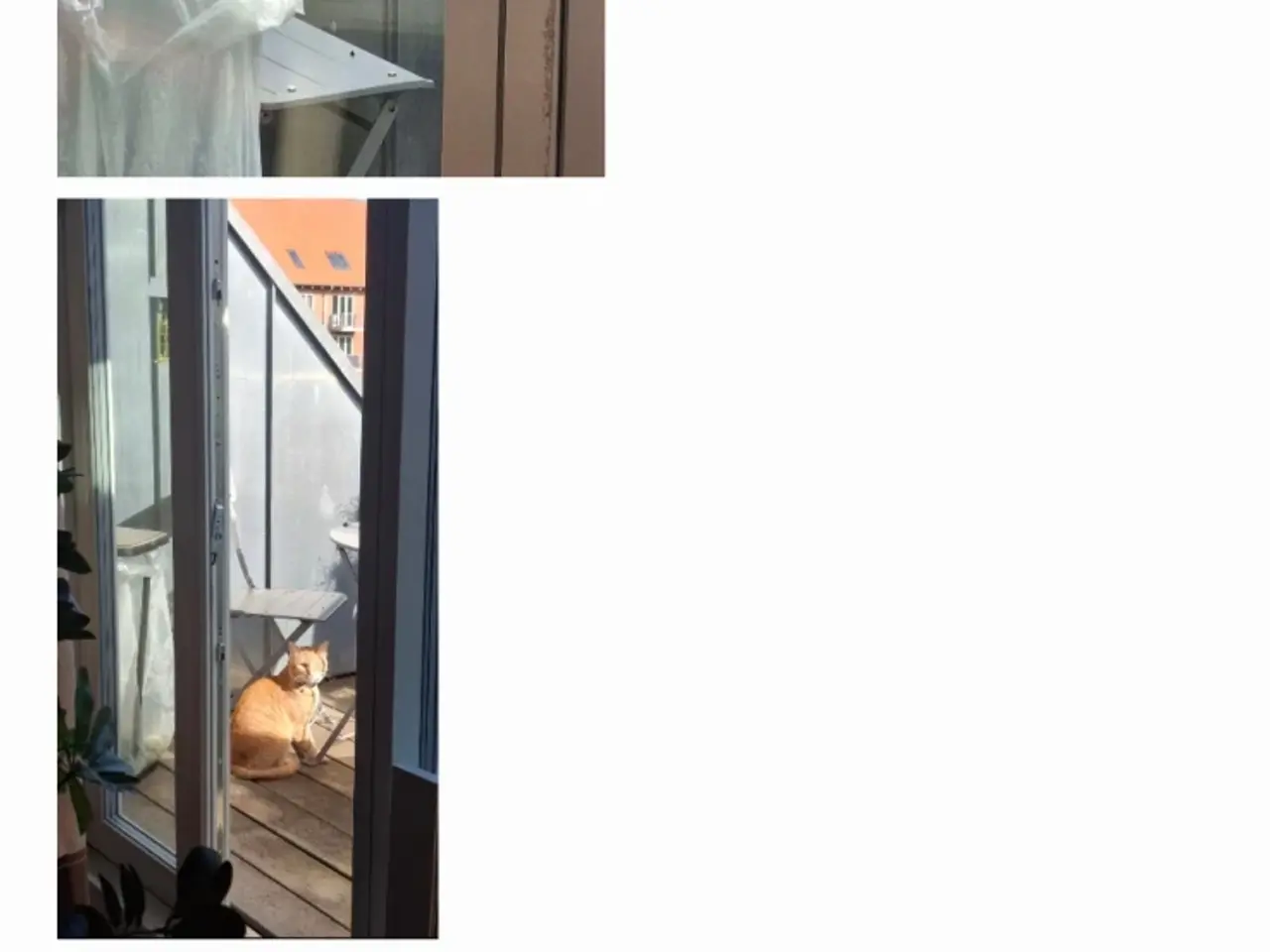 Billede 6 - Rigtig dejlig kat