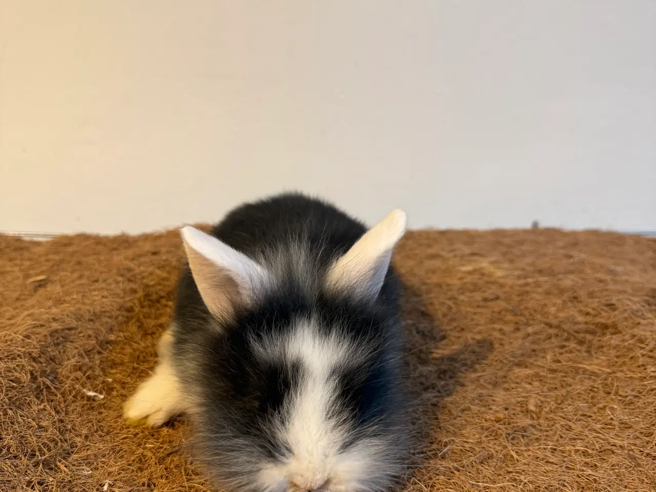 Billede 3 - Sød kaninpige søger nyt hjem 🐰❤️