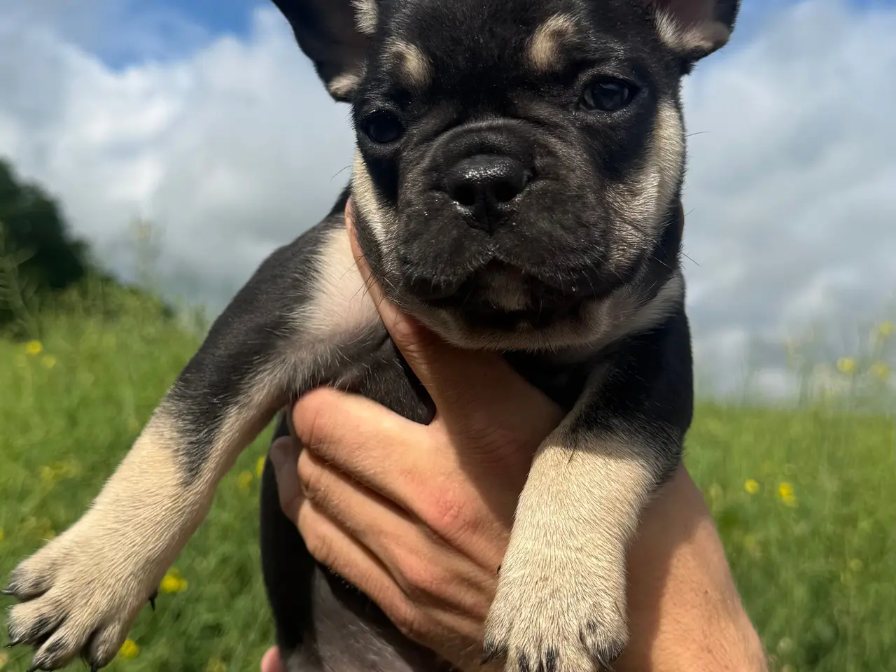 Billede 1 - Franske bulldog hvalpe kun 2 tilbage