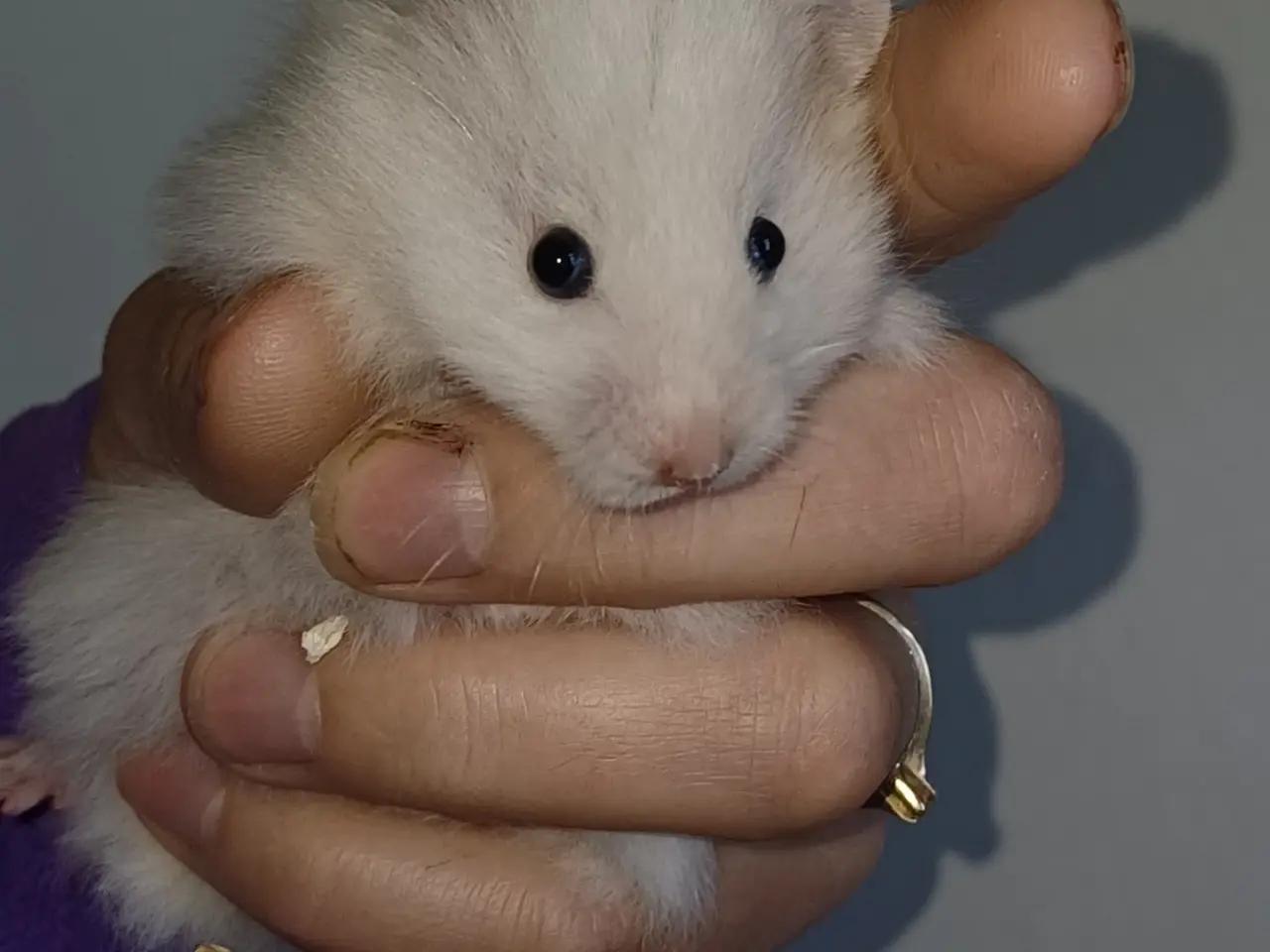 Billede 1 - Guldhamster unger