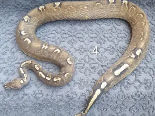 Kongepython morfer..