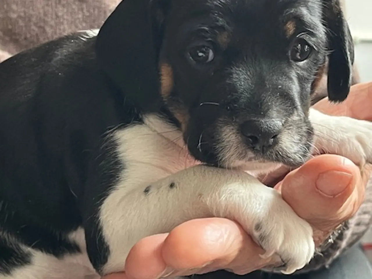 Billede 3 - Mest Dansk Svensk gårdhund.