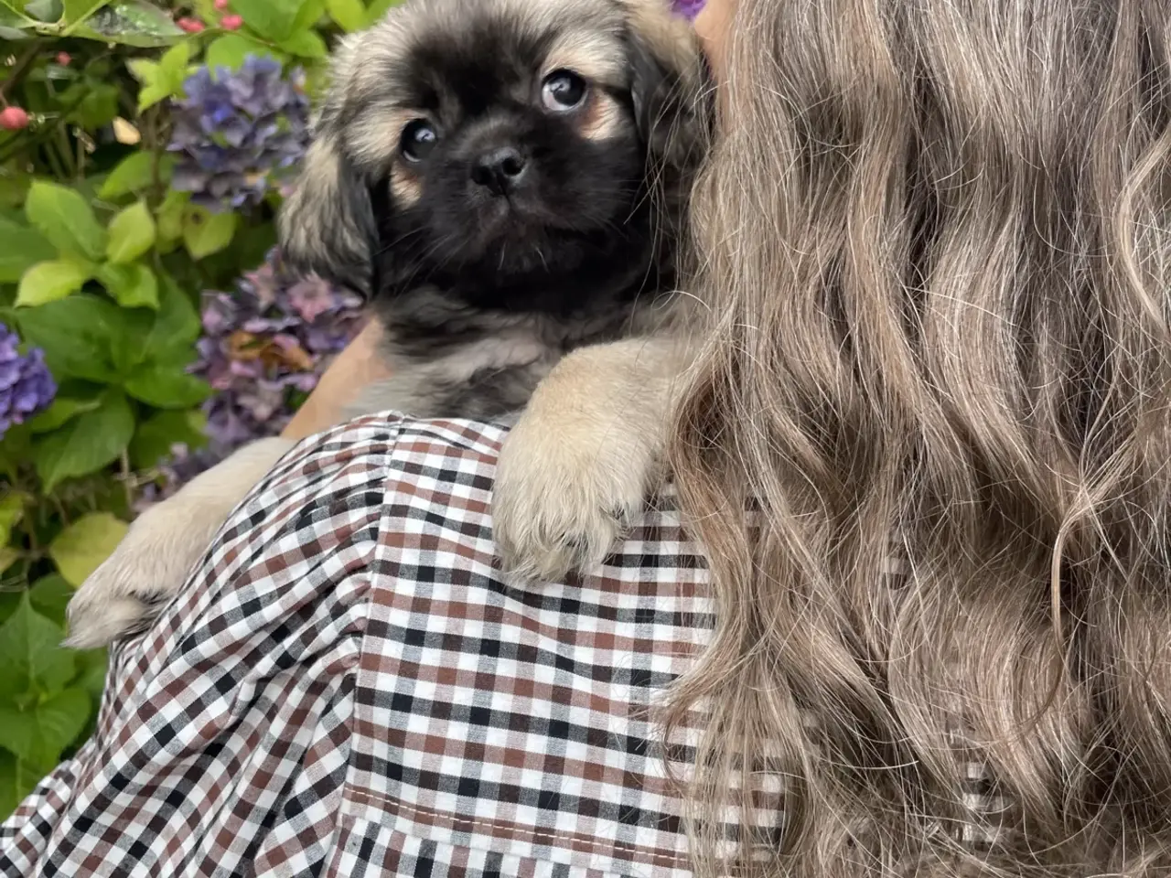 Billede 12 - Tibetansk spaniel hvalpe