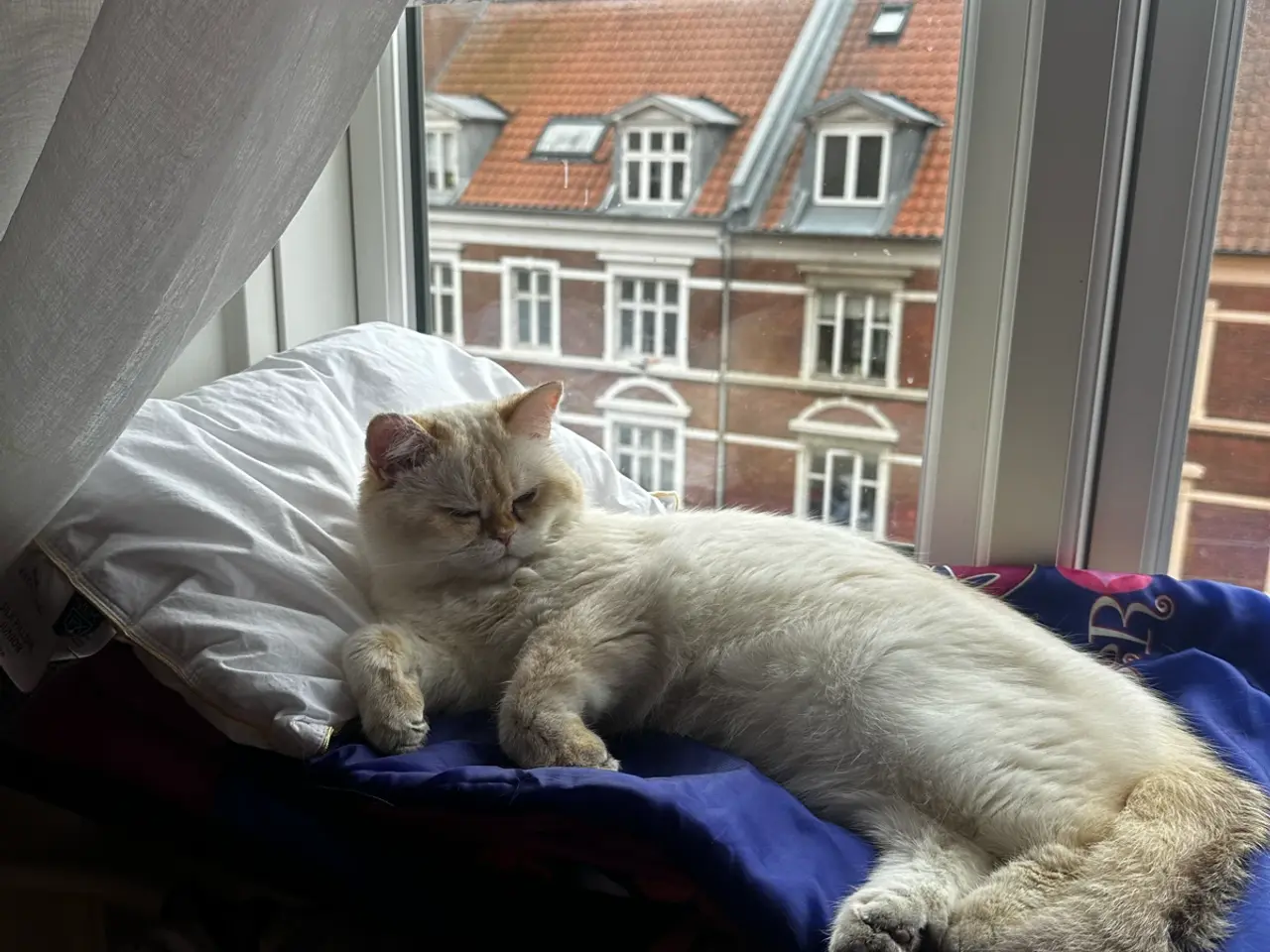 Billede 9 - Sød og kærlig kat søger nyt hjem