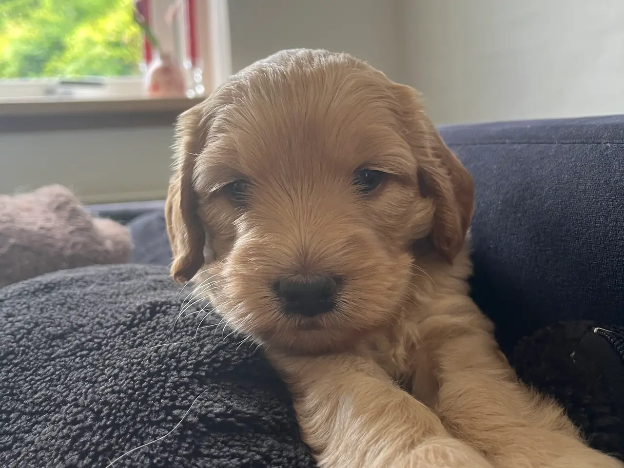Billede 6 - De sødeste cockapoo