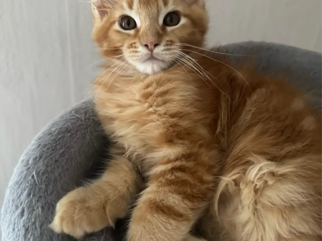 Billede 15 - Maine Coon hankilling