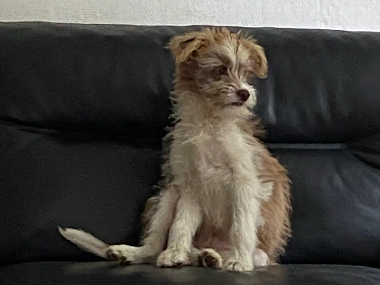 Billede 3 - Chinese crested Powder puff / Border collie