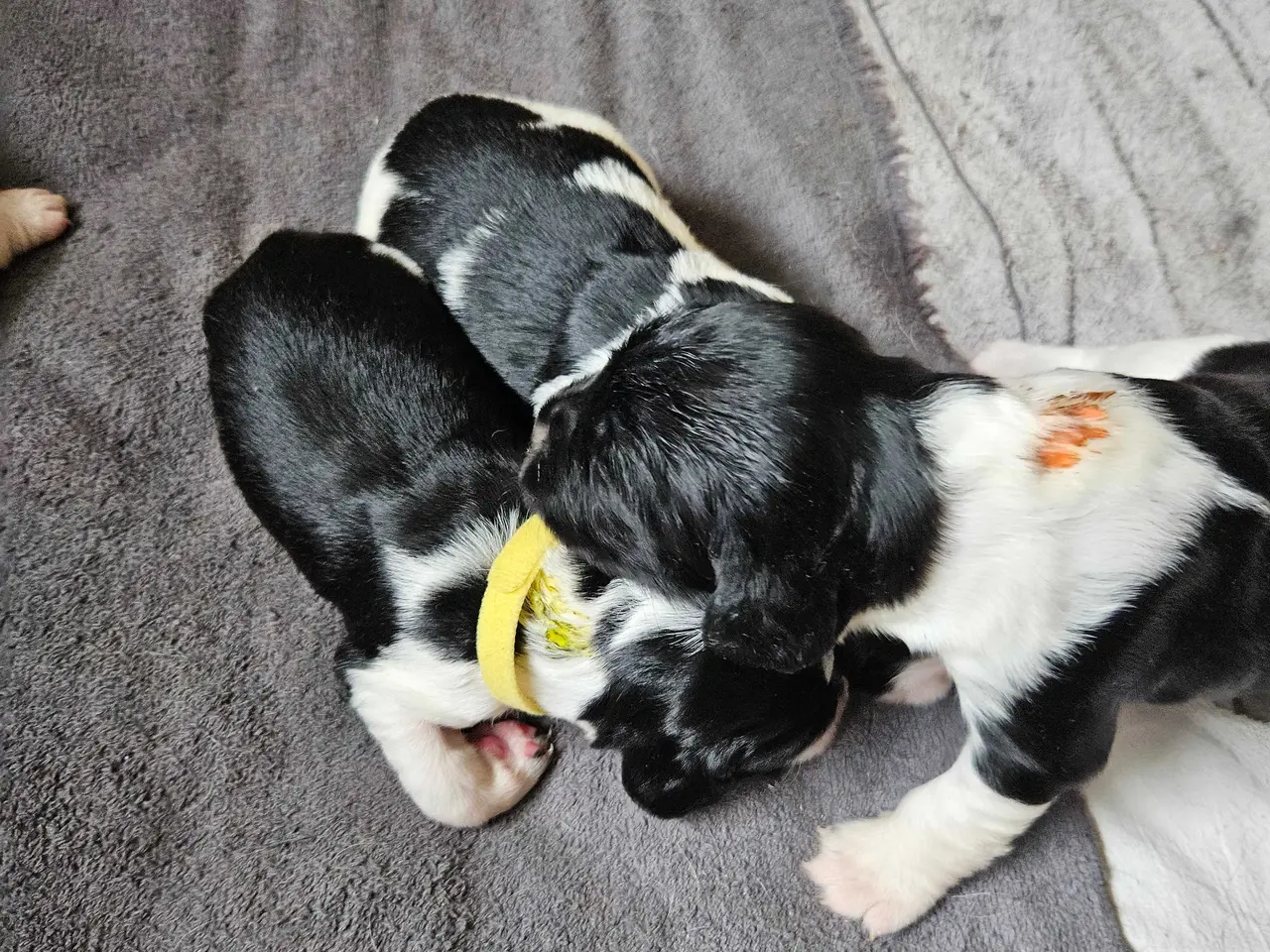 Billede 11 - Engelsk springer spaniel ikke ft