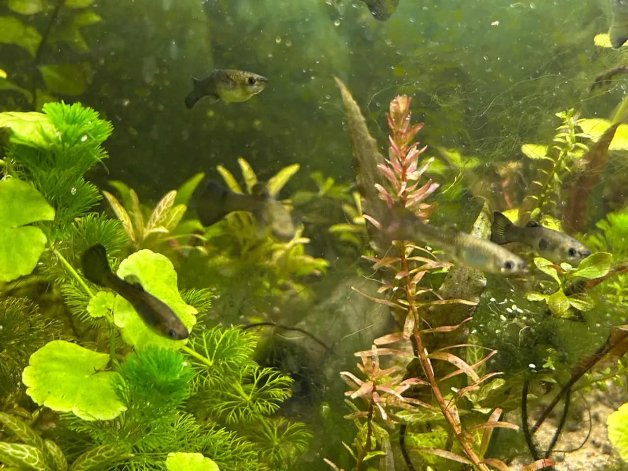 Billede 5 - 🌿 Levende akvarieplanter – 2 stk. GLS